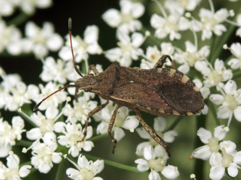 Ceraleptus gracilicornis (Herrich-Schäffer, 1835)